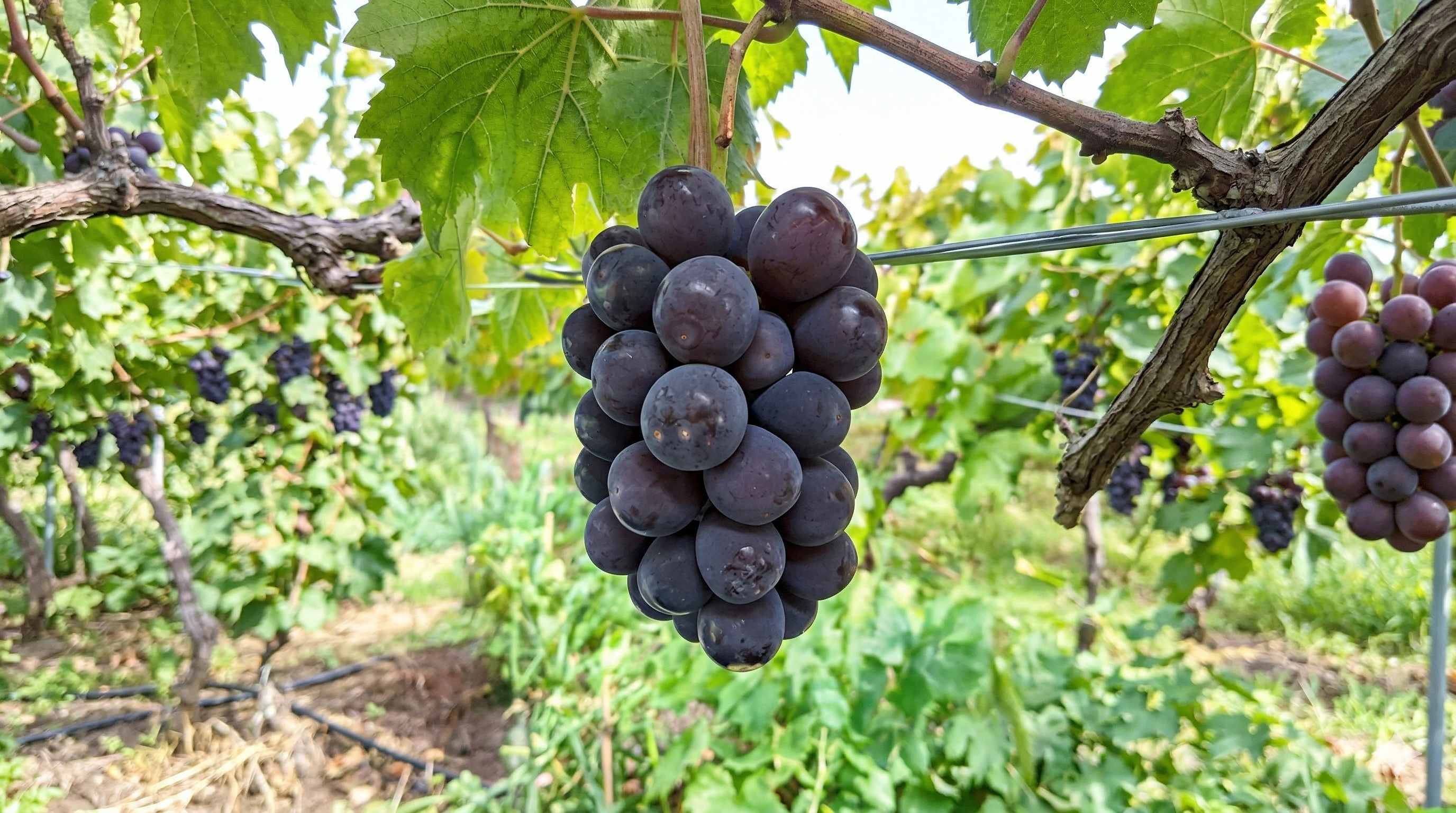 ピオーネ — まるなか農園